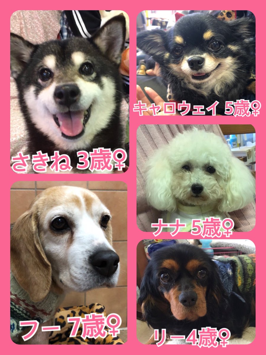 🐾今日の里親様募集中ワンコ🐶メンバーです🐾2019,3,14